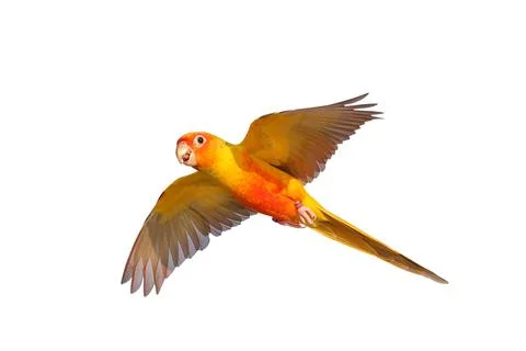 Parrot Stock Photos