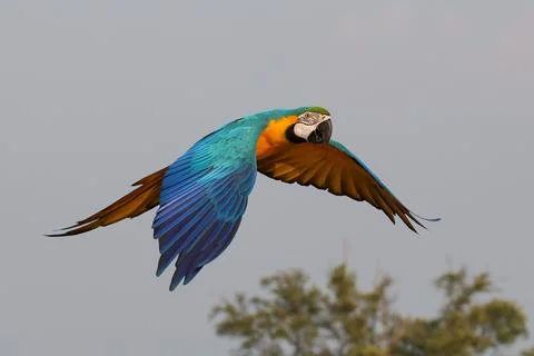 Parrot Stock Photos