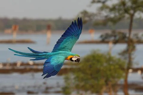 Parrot Stock Photos