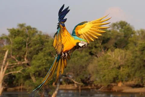Parrot Stock Photos