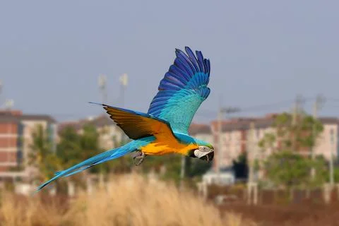Parrot Foto stock