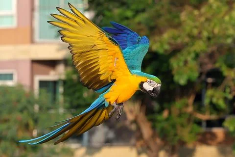 Parrot 스톡 사진