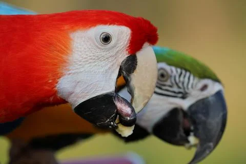Parrot Stock-Fotos