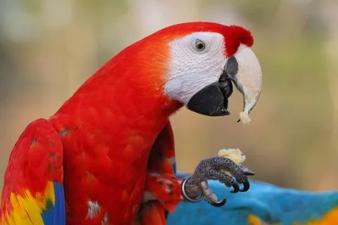 Parrot Stock Photos