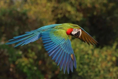 Parrot Stock Photos