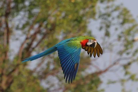 Parrot Stock Photos
