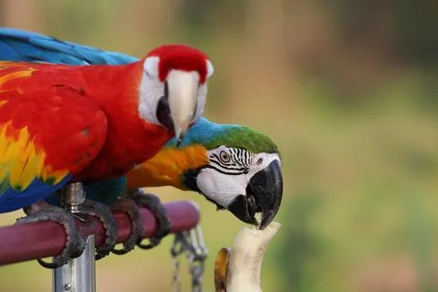 Parrot Stock Photos