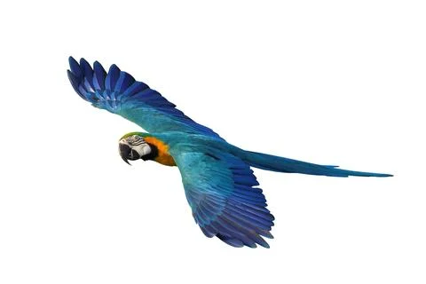Parrot Stock Photos