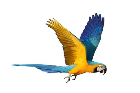 Parrot 스톡 사진