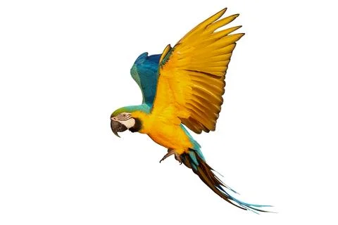 Parrot Stock Photos