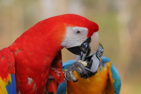 Parrot Stock Photos