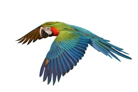 Parrot Stock Photos