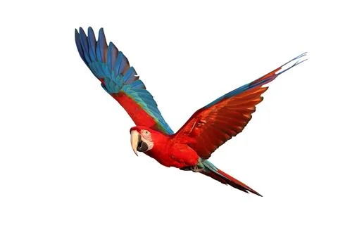 Parrot Fotos Stock