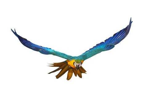 Parrot Stock Photos