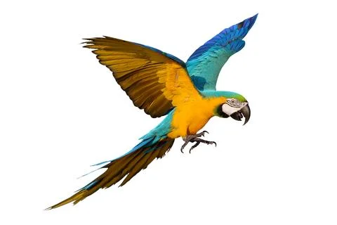 Parrot Stock Photos