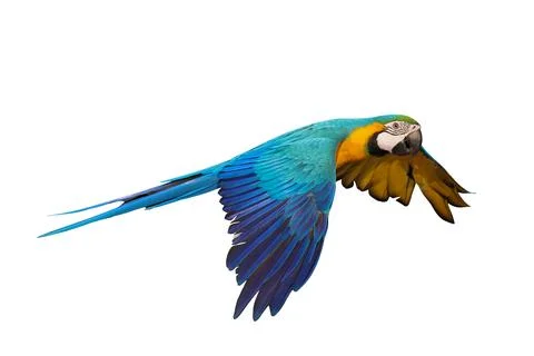 Parrot Stock Photos