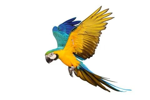 Parrot 스톡 사진
