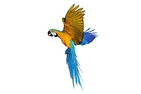 Parrot Stock Photos