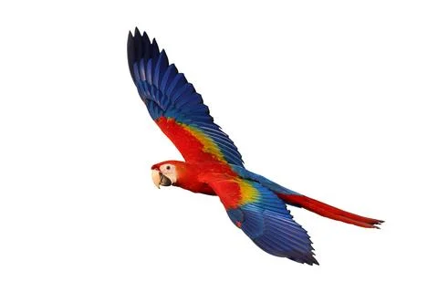 Parrot 스톡 사진