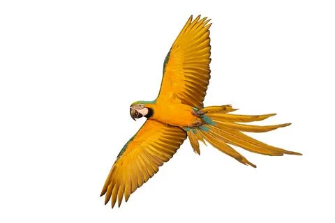 Parrot Stock Photos
