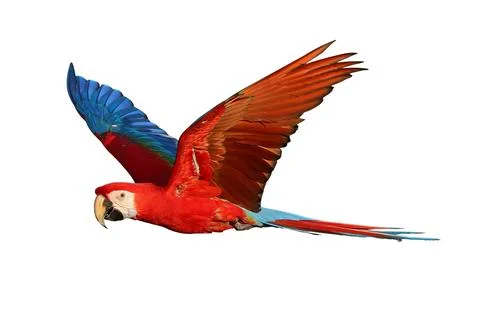 Parrot 스톡 사진