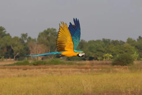 Parrot 写真素材