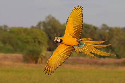 Parrot Stock Photos