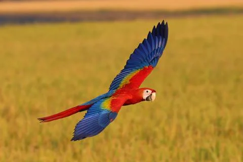 Parrot 스톡 사진