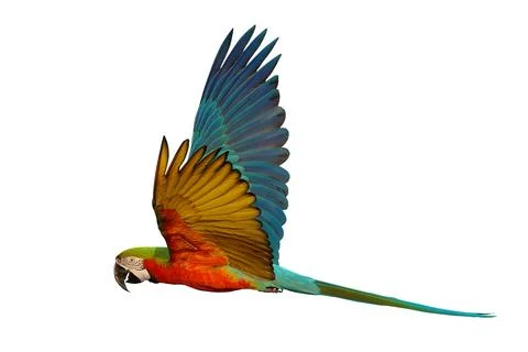Parrot 写真素材
