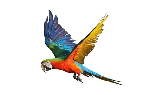 Parrot Stock-Fotos
