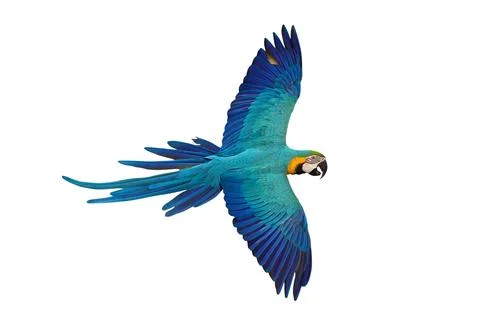 Parrot 스톡 사진