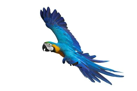 Parrot Stock Photos
