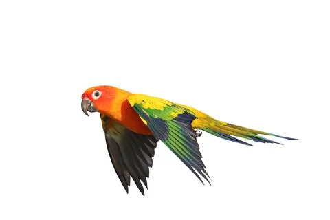 Parrot Stock Photos