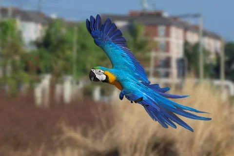 Parrot Foto stock