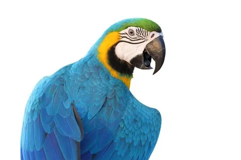 Parrot Stock Photos