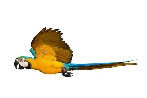 Parrot Stock Photos