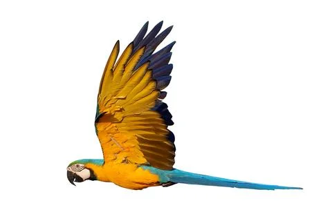 Parrot Stock-Fotos
