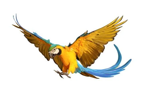 Parrot Stock Photos