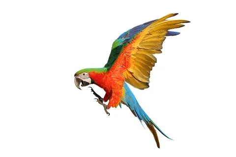 Parrot Stock Photos