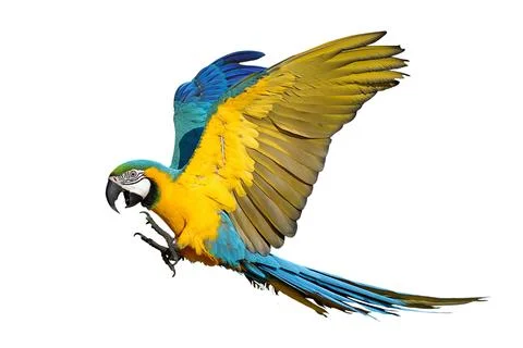 Parrot Stock-Fotos