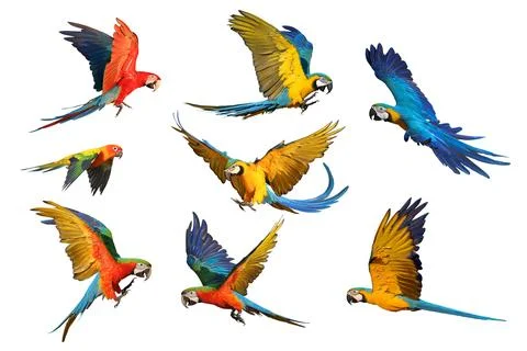Parrot 스톡 사진