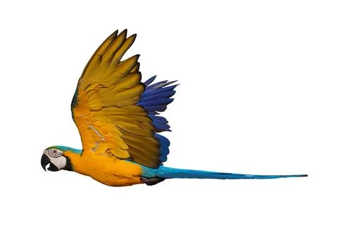 Parrot Stock-Fotos