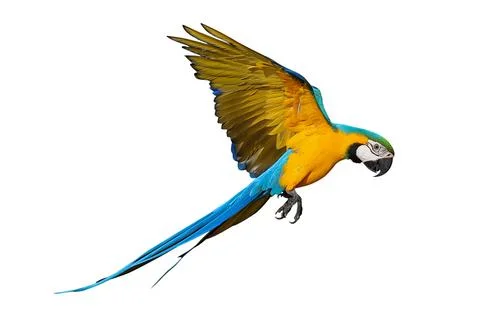 Parrot Stock Photos