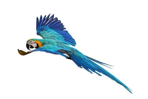 Parrot 스톡 사진