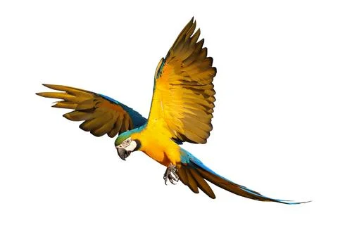 Parrot 写真素材