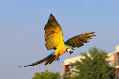 Parrot Stock Photos