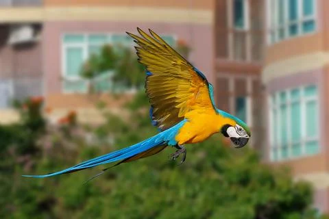 Parrot Stock Photos