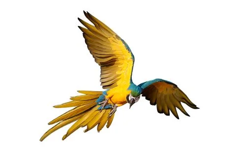 Parrot Stock Photos