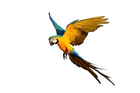 Parrot Stock Photos