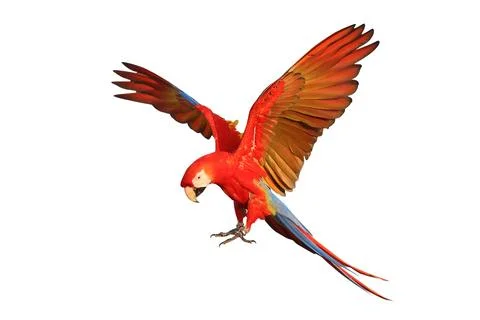 Parrot Stock Photos